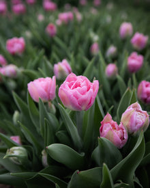 Tulip 'Dreamer'