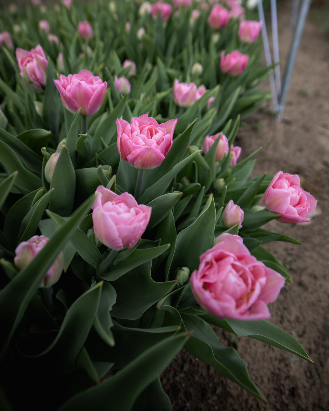 Tulip 'Dreamer'