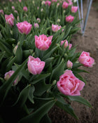 Tulip 'Dreamer'