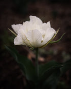 Tulip 'Exotic Emperor'
