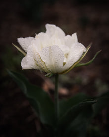Tulip 'Exotic Emperor'