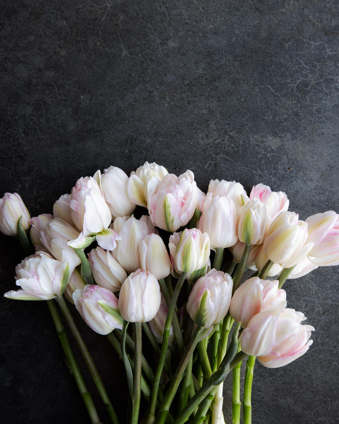 Tulip 'Foxtrot'