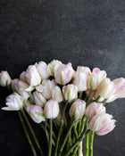 Tulip 'Foxtrot'