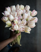 Tulip 'Foxtrot'