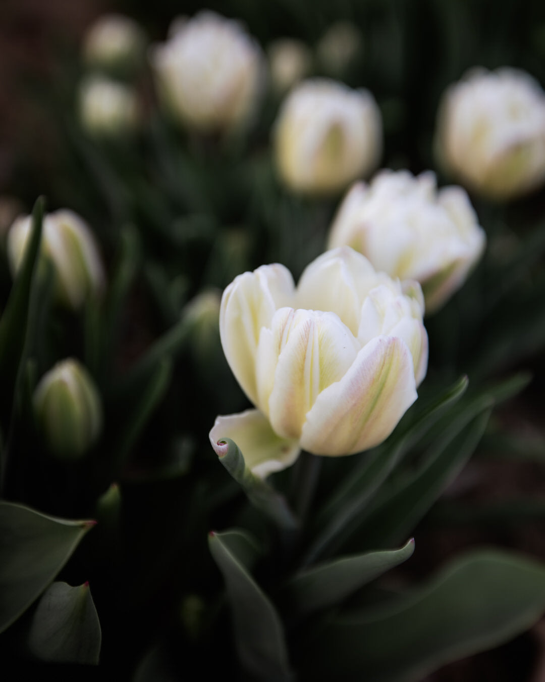 Tulip 'Foxtrot'