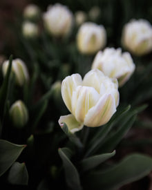 Tulip 'Foxtrot'