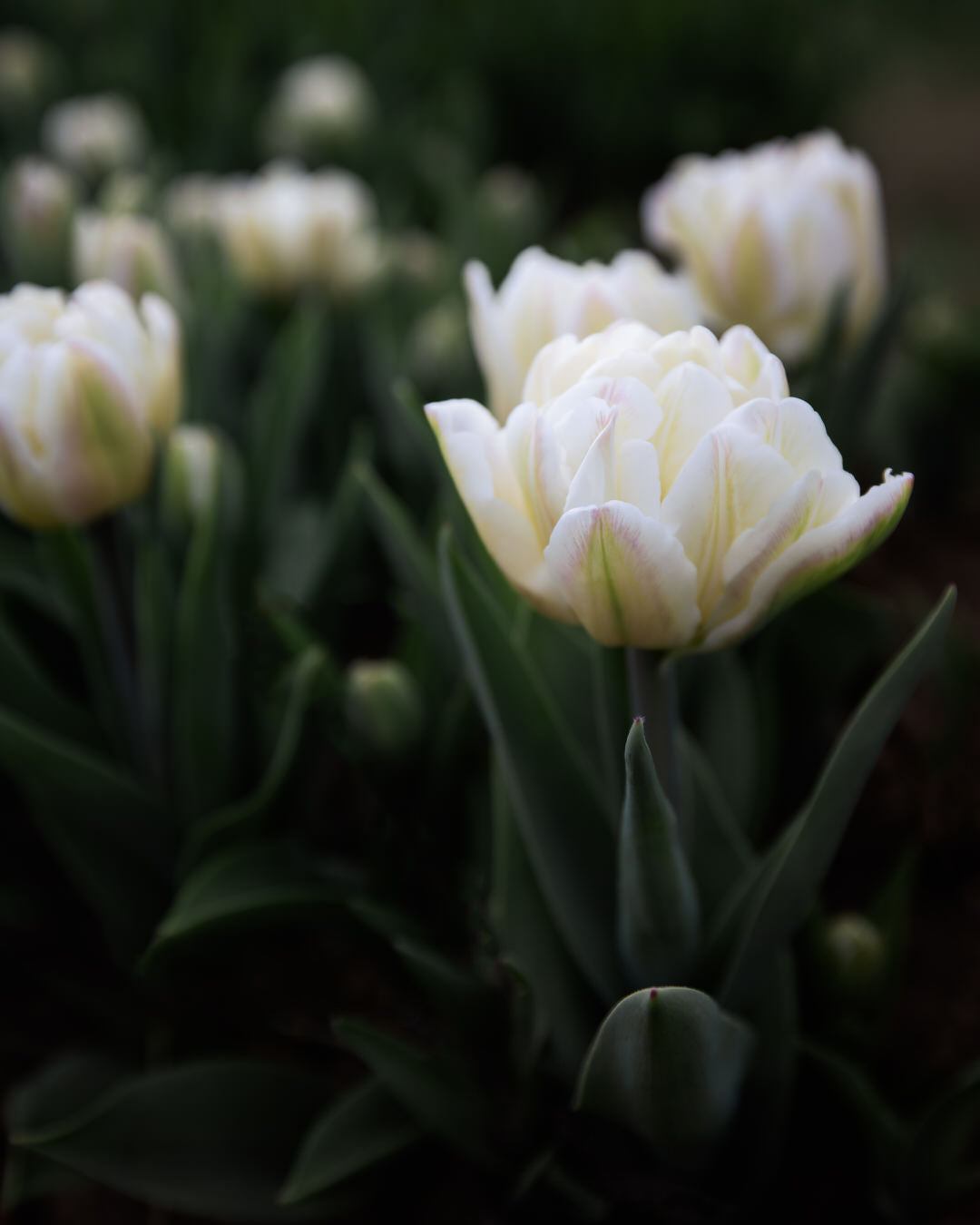 Tulip 'Foxtrot'