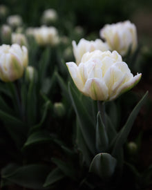 Tulip 'Foxtrot'