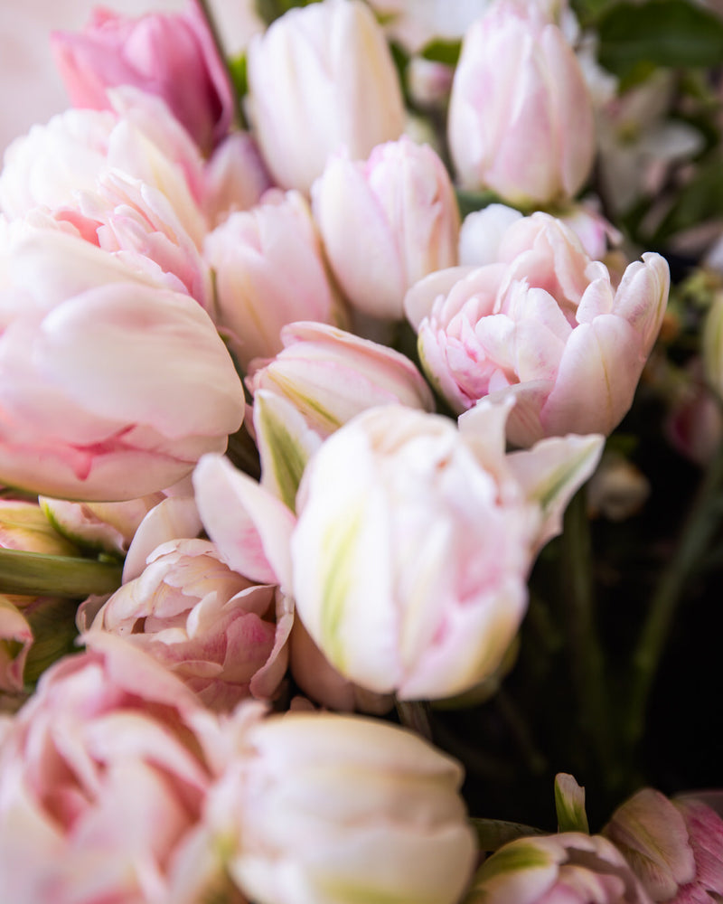 Tulip 'Foxtrot'