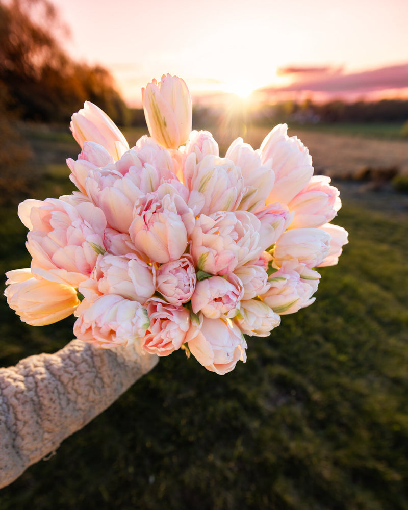 Tulip 'Foxtrot'