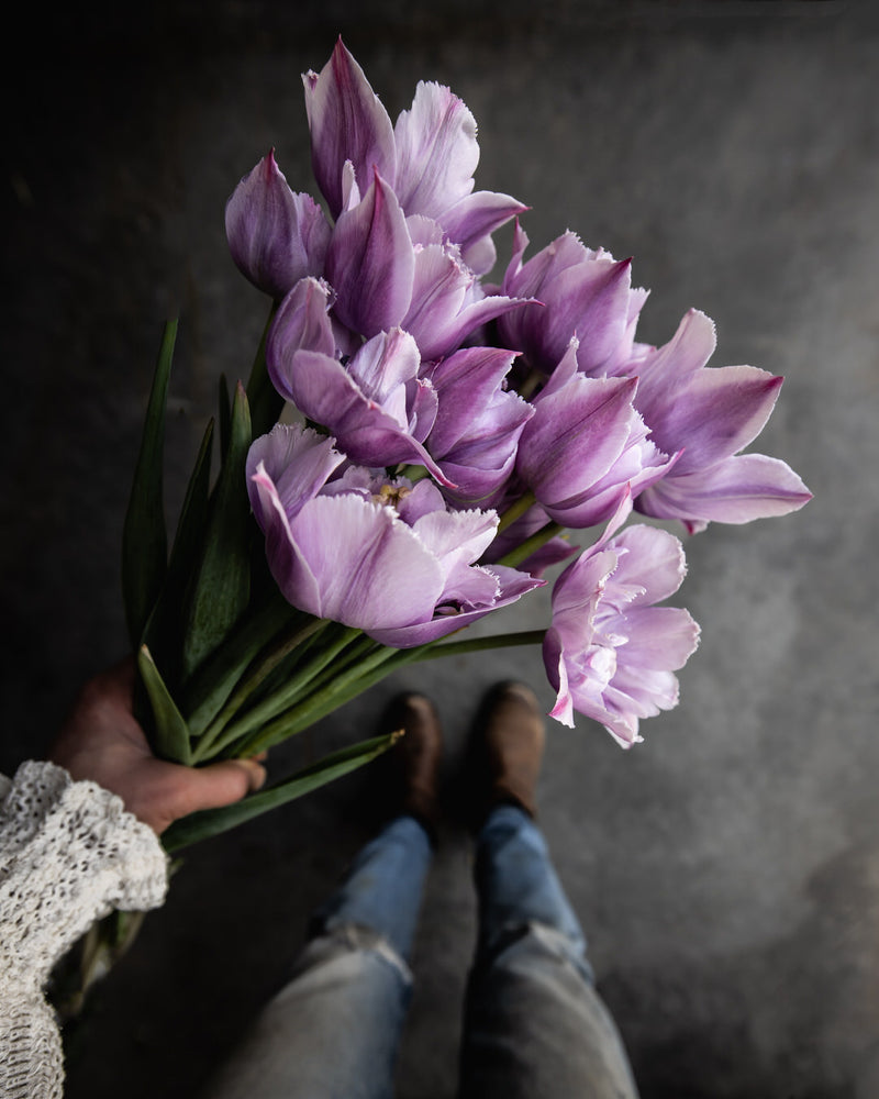 Tulip 'Great Barrier Reef' (Rare)
