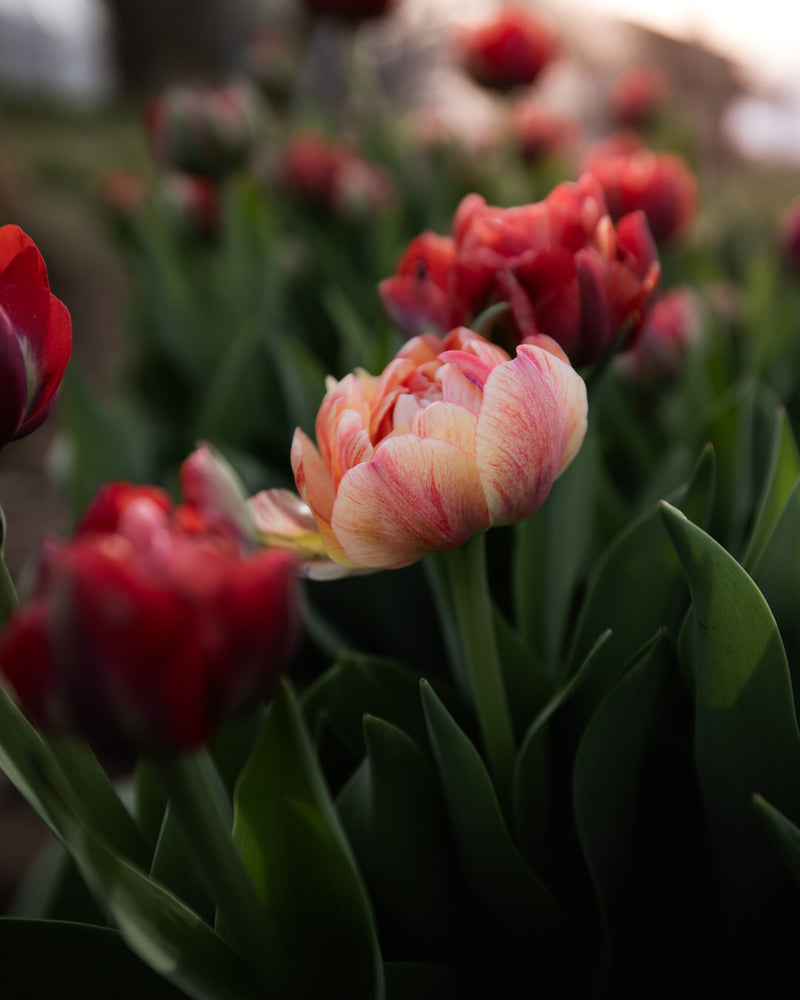 Tulip 'Gudoshnik Double'