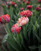 Tulip 'Gudoshnik Double'