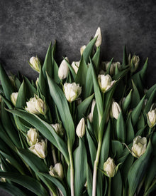 Tulip 'Hakuun'