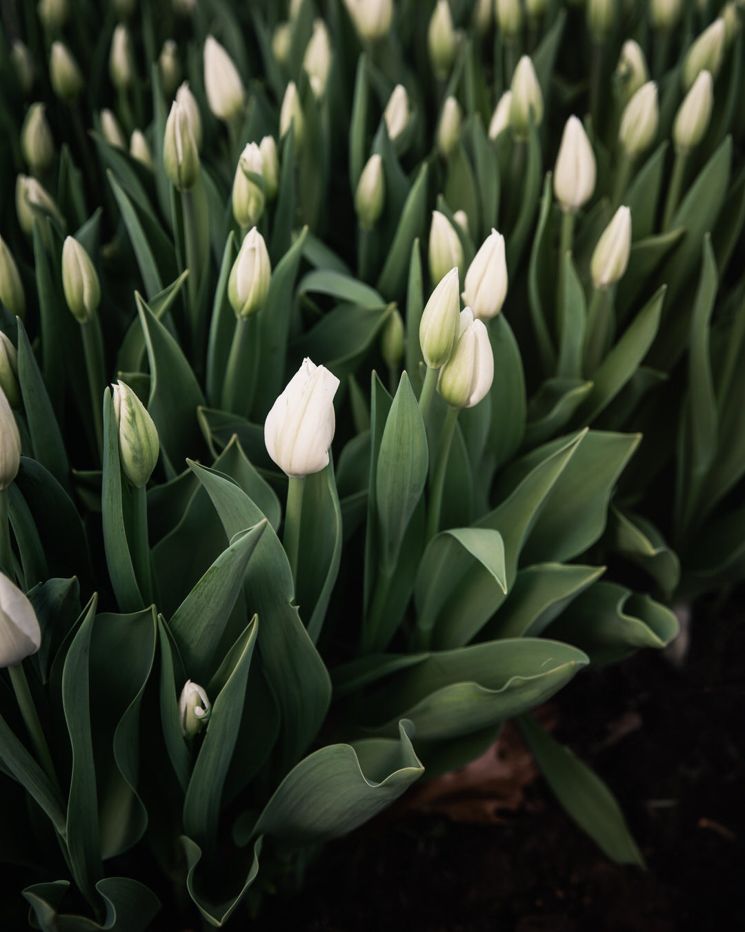 Tulip 'Hakuun'