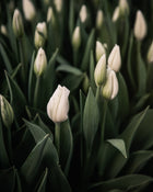 Tulip Hakuun