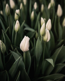 Tulip Hakuun