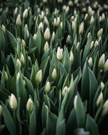 Tulip 'Hakuun'