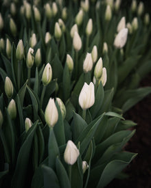 Tulip 'Hakuun'