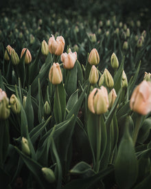 Tulip 'Apricot Pride'