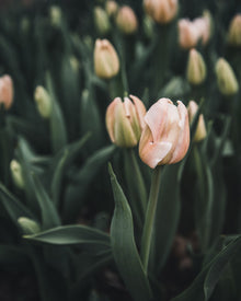 Tulip 'Apricot Pride'