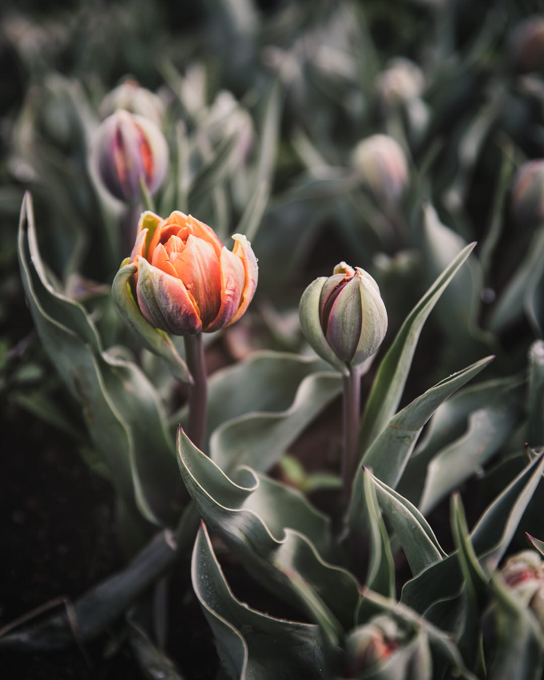 Tulip 'Orange Princess'