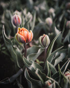 Tulip 'Orange Princess'