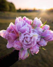 Tulip 'Katinka'