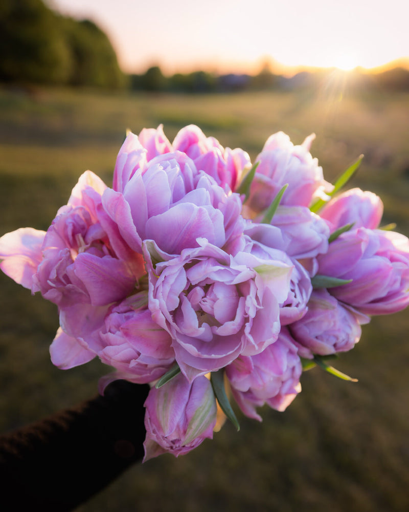 Tulip 'Katinka'