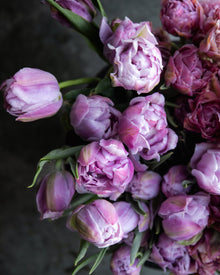 Tulip 'Katinka'