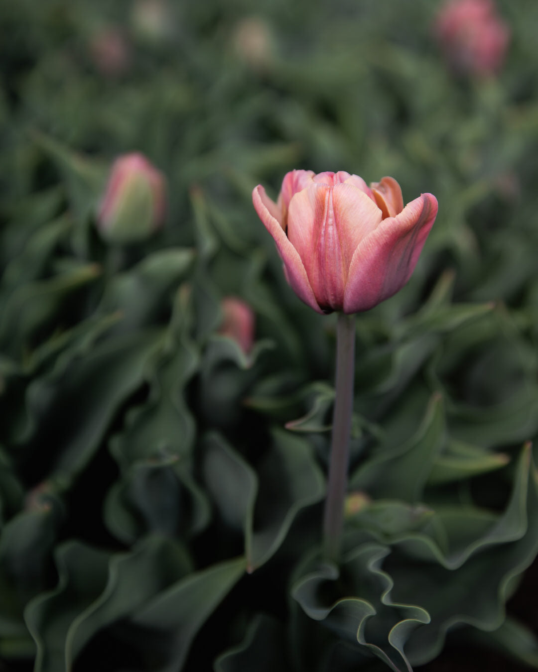Tulip 'La Belle Epoque'