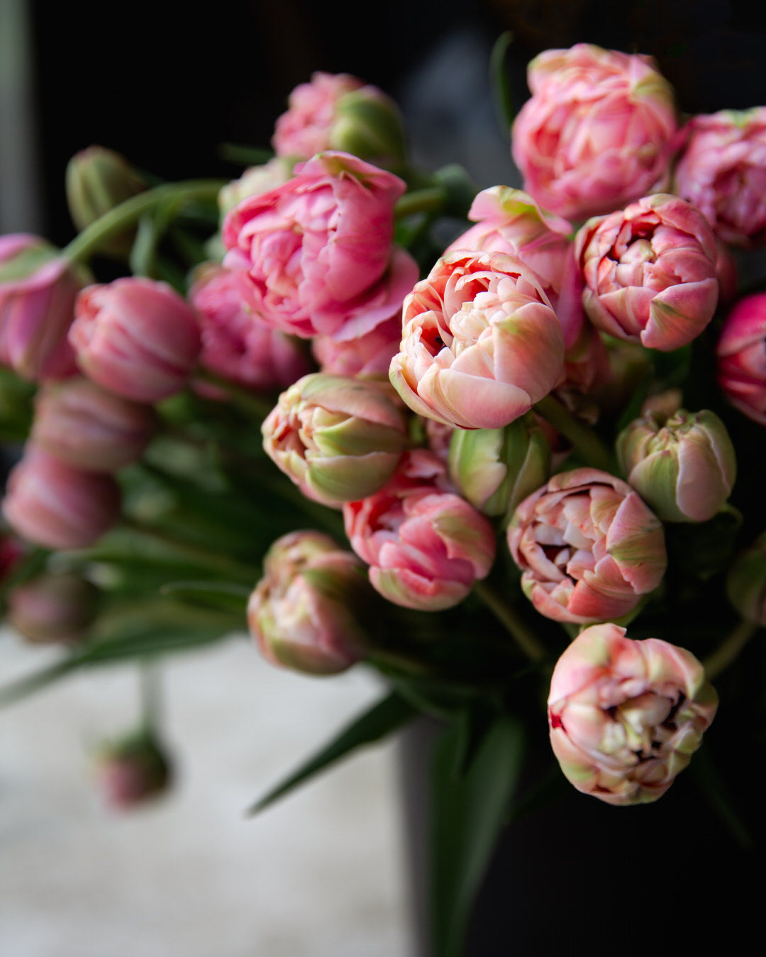 Double Tulip La Vie