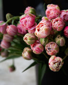 Double Tulip La Vie