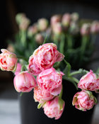 Double Tulip La Vie