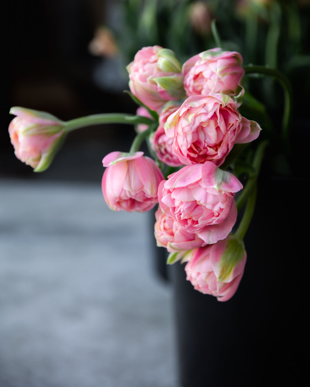 Double Tulip La Vie