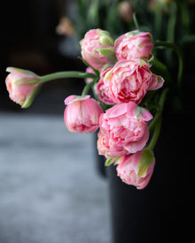Double Tulip La Vie