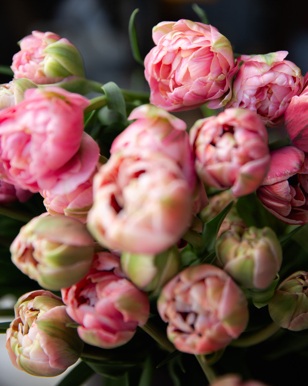 Double Tulip La Vie