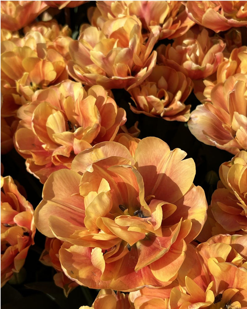 Tulip 'Oakheart' (*NEW* Intro)