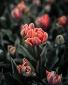 Tulip 'Orange Princess'