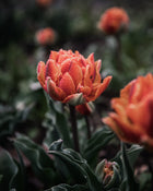 Tulip 'Orange Princess'