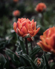 Tulip 'Orange Princess'