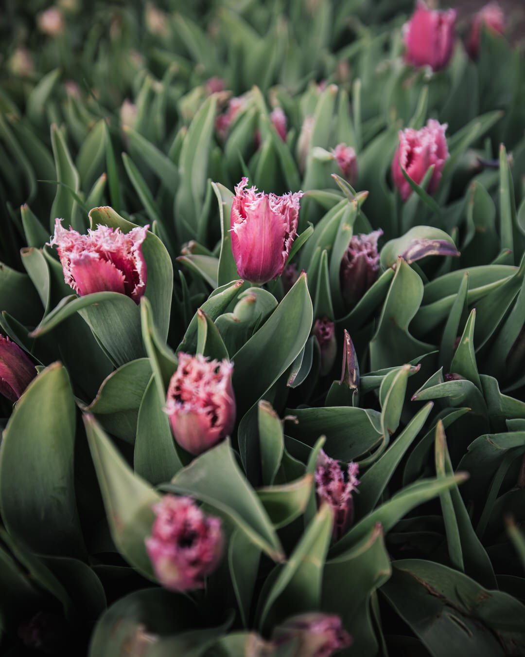 Tulip 'Paleis het Loo'