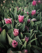 Tulip 'Paleis het Loo'