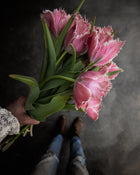 Tulip 'Paleis het Loo'