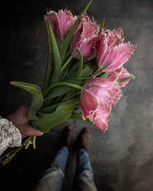Tulip 'Paleis het Loo'