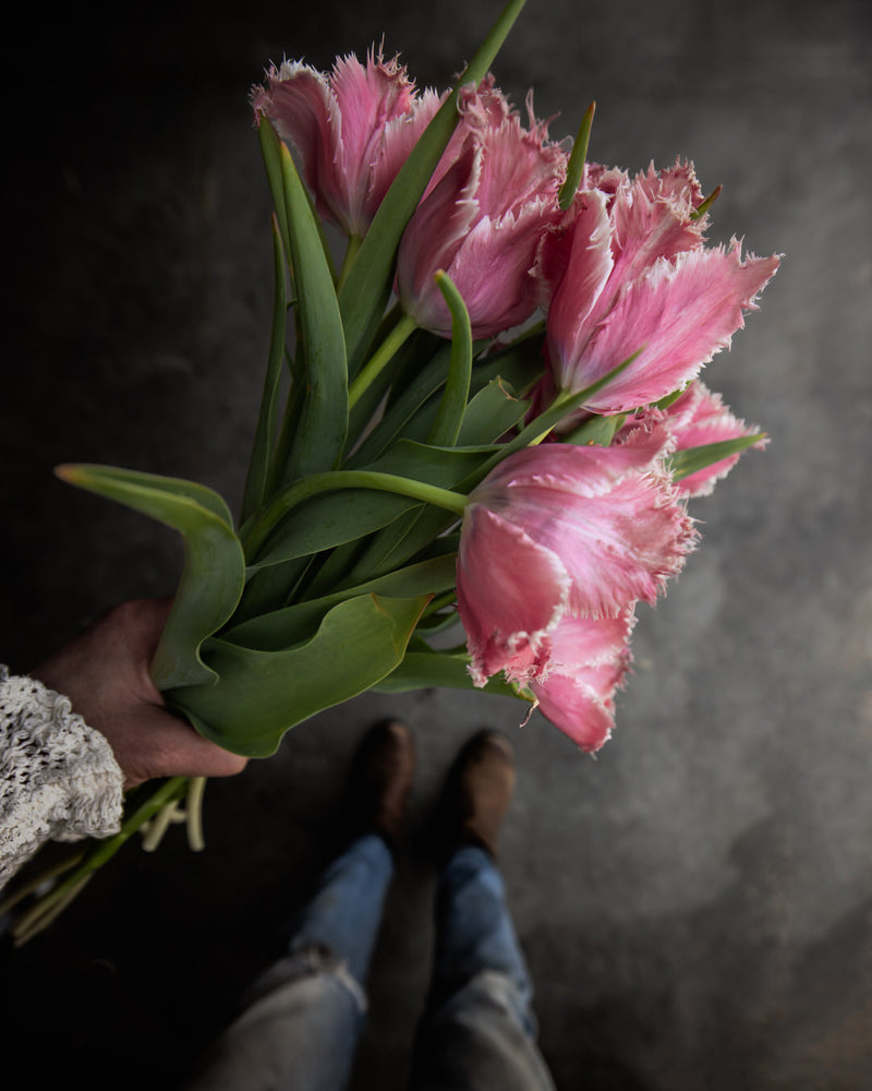 Tulip 'Paleis het Loo'