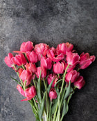 Tulip 'Salmon Symbiose'