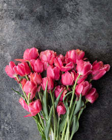 Tulip 'Salmon Symbiose'