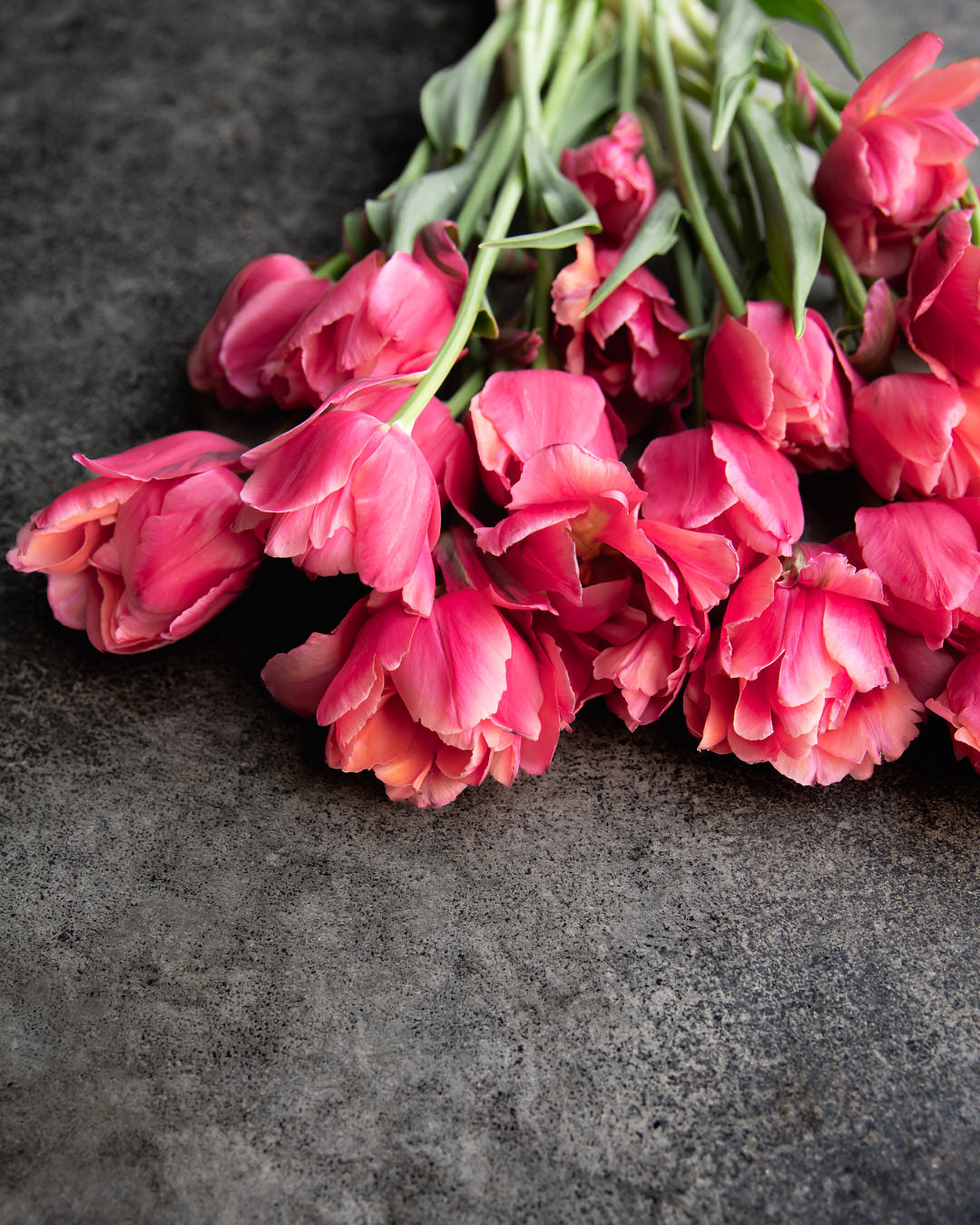 Tulip 'Salmon Symbiose'