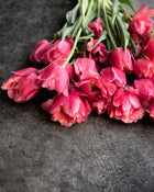 Tulip 'Salmon Symbiose'